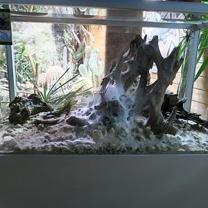 Socotra Island Blue Baboon Tarantula (Monocentropus balfouri)