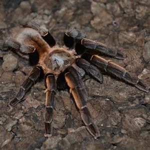 Thailand golden fringe tarantula (Ornithoctonus aureotibialis)