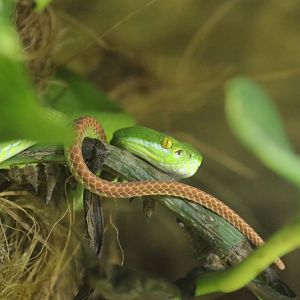 white-lipped pit viper (Trimeresurus albolabris)