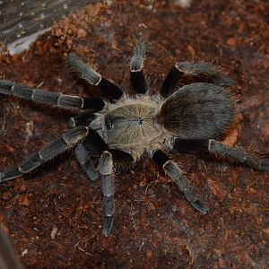 Thailand silver earth tiger tarantula (Ornithoctonus costalis)
