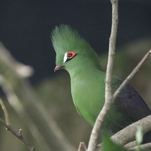 Buffon's Turaco (Tauraco persa buffoni)
