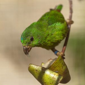 Blue crowned hanging parrot (f), CWP, UK