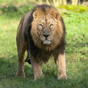 Asiatic lion (m), CWP, UK