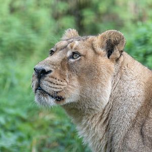 Asiatic lion (f), CWP, UK