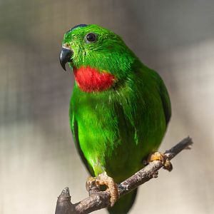 Blue crowned hanging parrot (m), CWP, UK