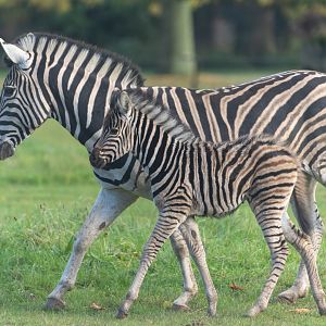 Chapman's zebra and foal, CWP, UK