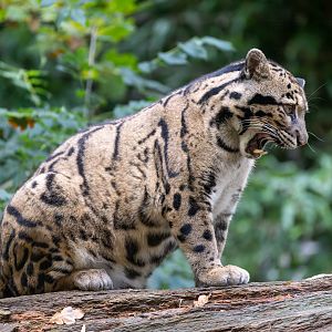 Clouded leopard, CWP, UK