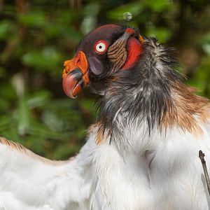King vulture, CWP, UK