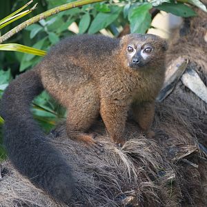 Red bellied lemur, CWP, UK
