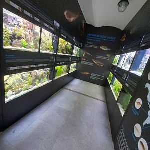 Fish Ark - general look