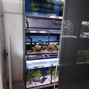 Fish Ark - window to the off-shows