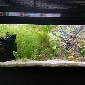 Fish Ark - Madagascar