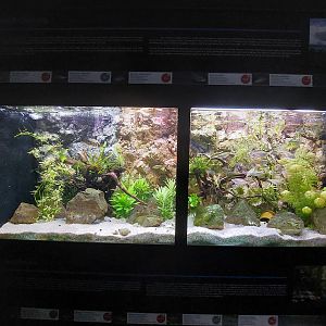 Fish Ark - New Guinea