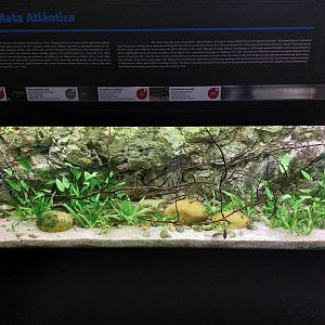 Fish Ark - Mata Atlântica