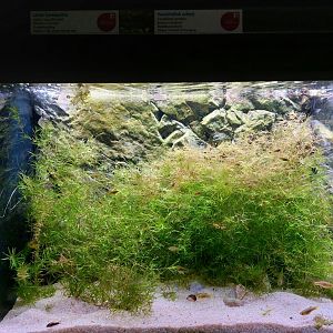 Fish Ark - Lake Miragoâne