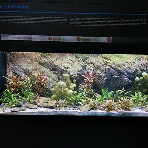 Fish Ark - Sri Lanka