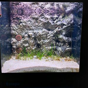 Fish Ark - Desert Oasis