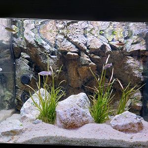 Fish Ark - Mexico - Pupfish