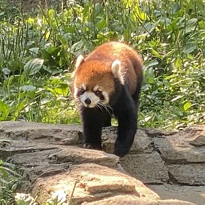 Red Panda