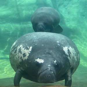 Manatees - 2021