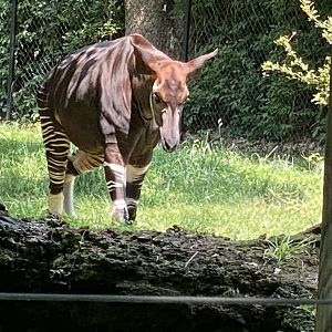 Okapi