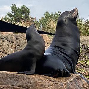 Sea lions