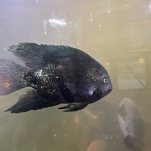 Cichlid ID