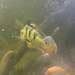 Peacock bass ID