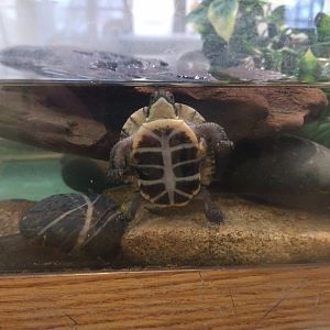 Baby turtle ID, Blading's?