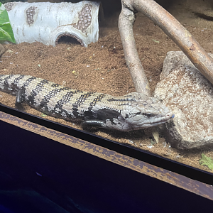 Blue-tongued skink ID