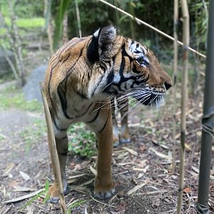 Malayan Tigress 02 - Bronx Zoo