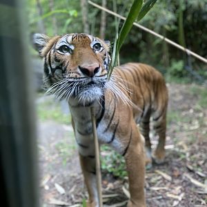 Malayan Tigress 01 - Bronx Zoo