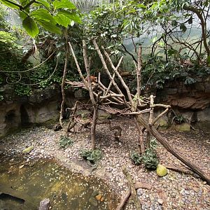 Matschie’s Tree Kangaroo Exhibit - Bronx Zoo