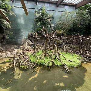 Ebony Langur Exhibit - Bronx Zoo