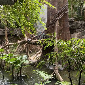 Silvery Langurs 01 - Bronx Zoo