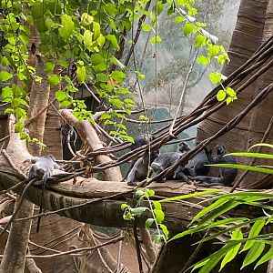 Silvery Langurs 02 - Bronx Zoo
