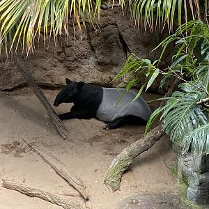 Malayan Tapir - Bronx Zoo