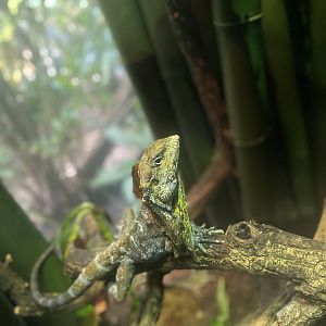 Frilled Dragon - Bronx Zoo