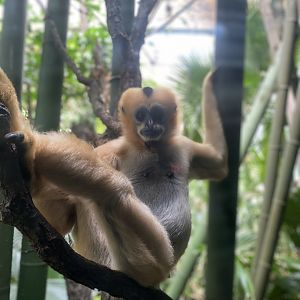 White-Cheeked Gibbon 01 - Bronx Zoo