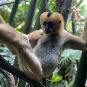 White-Cheeked Gibbon 02 - Bronx Zoo