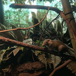 Common Tree Shrew Pair - Bronx Zoo