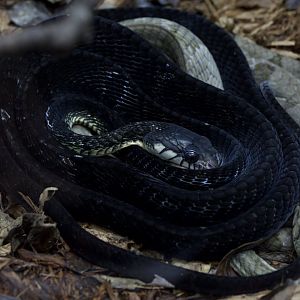 Snake ID