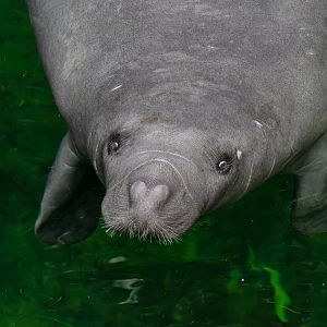 Antillean manatee (Trichechus manatus manatus)