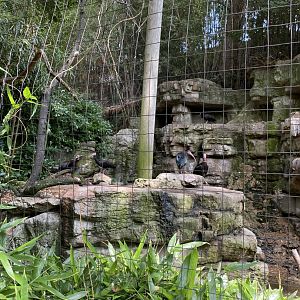 Northern Bald Ibis Exhibit - Bronx Zoo