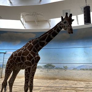 Giraffe in the Carter Giraffe Building - Bronx Zoo