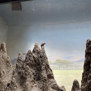 Dwarf Mongoose - Bronx Zoo