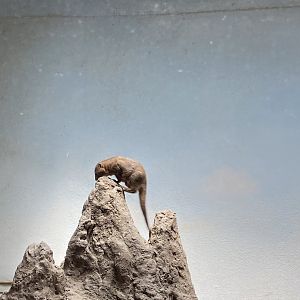 Dwarf Mongoose - Bronx Zoo