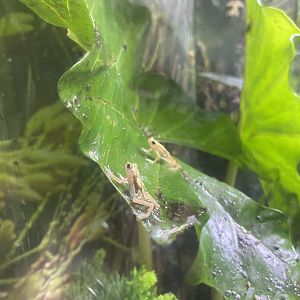 Kihansi Spray Toads - Bronx Zoo