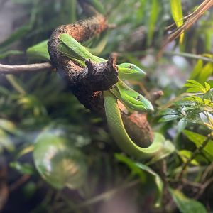 Vine Snakes - Bronx Zoo