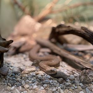 Milos Viper - Bronx Zoo
